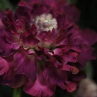 Scabiosa Kunstbloem 57cm Burgundy - thumbnail
