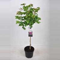 Trosroos op stam (rosa "Minerva"®) - Op stam 70 cm - 1 stuks - thumbnail