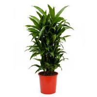 Dracaena janet craig multi vertakt kamerplant - thumbnail