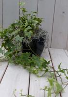 Klimop Hedrea bont zwarte/antraciete pot 25 cm Warentuin Natuurlijk - Warentuin natuurlijk - thumbnail