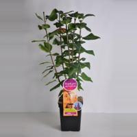 Sering (syringa vulgaris "Ruhm von Horstenstein"Parfum de Nature) - thumbnail