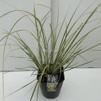 Dwergpampasgras (Cortaderia selloana "Mini Gold Pampas") - In 5 liter pot - 1 stuks - thumbnail