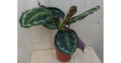 Calathea Medaillon Pauwenplant donkergroen groot blad 30 cm kamerplant Warentuin Natuurlijk - Warentuin natuurlijk