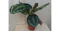 Calathea Medaillon Pauwenplant donkergroen groot blad 30 cm kamerplant Warentuin Natuurlijk - Warentuin natuurlijk - thumbnail
