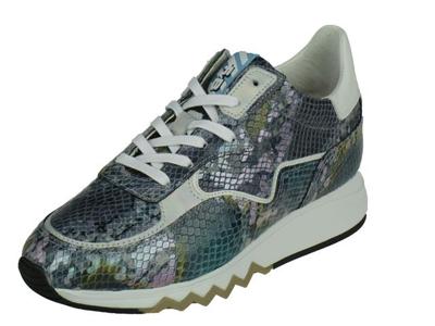 Floris Van Bommel Floris Sport