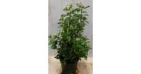 Viburnum Tinus 50 cm Sneeuwbal Warentuin Natuurlijk - Warentuin natuurlijk - thumbnail