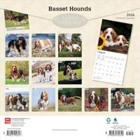 Basset Hound Kalender 2026 - thumbnail