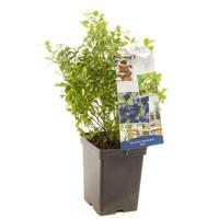 Bosbes Vaccinium corymbosum Aino - thumbnail