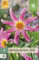 Dahlia Honka roze - thumbnail
