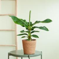 Musa Tropicana (Bananenplant) - P17 - thumbnail