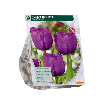 Tulp