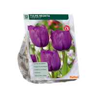 Tulp - thumbnail