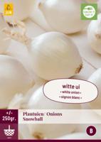 Plantuien snowball 250 gram bol/knol JUB - Jub - thumbnail
