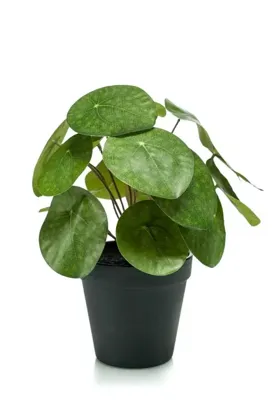 Kunstplant Pilea Pannenkoekplant - 22cm