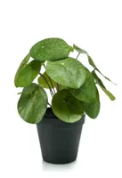 Kunstplant Pilea Pannenkoekplant - 22cm - thumbnail