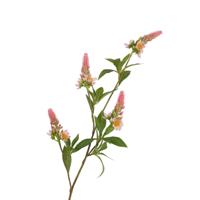 Roberts Collection Kunsttak pachystachys roze 95cm - thumbnail