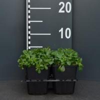 Gipskruid (gypsophila cerastioides) bodembedekker - 4-pack - 1 stuks - thumbnail