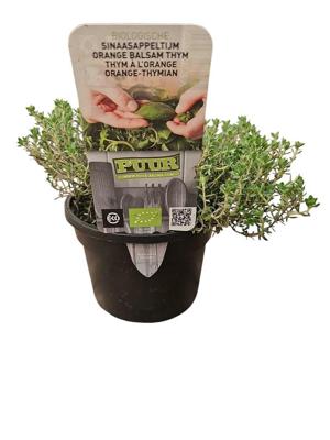 Puur Biologische Sinaasappeltijm