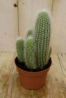 Stekel Cactus kamerplant Warentuin Natuurlijk - Warentuin natuurlijk - thumbnail
