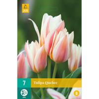 Tulp Quebec 7 bollen - thumbnail
