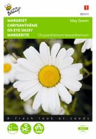 Chrysanthemum, Margriet May Queen - thumbnail