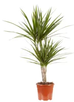 Drakenbloedboom - Dracaena marginata 100cm - thumbnail