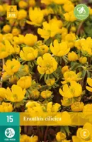 Eranthis cilicica bloembollen 15 bollen Winterakoniet JUB - Jub - thumbnail