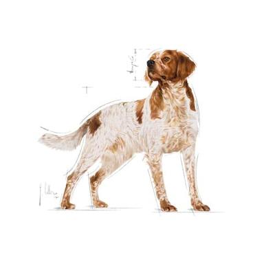 Royal Canin Medium Adult natvoer hond (in saus) 1 doos (10 x 140 g) - thumbnail