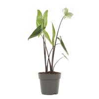 Alocasia Zebrina Black stem - P 14 - thumbnail