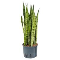 Sansevieria zeylanica XL hydrocultuur plant - thumbnail