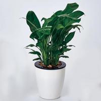 Lui bloempotten automatische waterabsorberende Hydroponic potplanten circulaire hars kunststof bloempotten dubbellaags ontwerp zelf drenken planter d - thumbnail