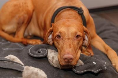 TRIXIE BE NORDIC HALSBAND HOND HALF-SLIP ZWART / ZAND 30X0,6 CM TRIXIE BE NORDIC HALSBAND HOND HALF-SLIP ZWART / ZAND 30X0,6 CM