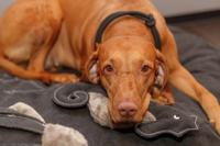 TRIXIE BE NORDIC HALSBAND HOND HALF-SLIP ZWART / ZAND 30X0,6 CM - thumbnail