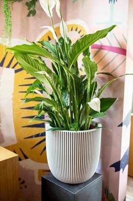 Capi nature groove nl bol bloempot 43x41 cm zwart goud - thumbnail