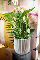 Capi nature groove nl bol bloempot 43x41 cm zwart - thumbnail