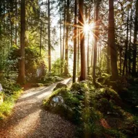 Anna's Collection Buitencanvas bospad 58x58cm - thumbnail