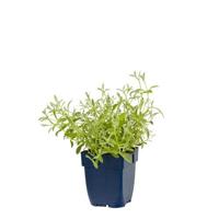 Cerastium biebersteinii vaste plant Griffioen - Griffioen - thumbnail