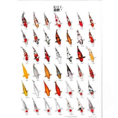 Koiposter nr.3 a4 gelamineerd Aquadistri - Aquadistri Koiposter nr.3 a4 gelamineerd Aquadistri - Aquadistri