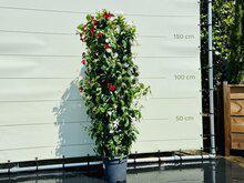 Mandevilla Rood/Wit