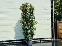 Mandevilla Rood/Wit - thumbnail