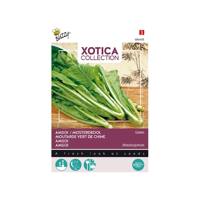 Zaden Xotica Groene Amsoi of mosterdkool Buzzy - Buzzy - thumbnail