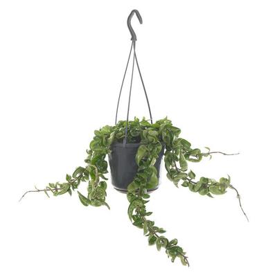 Hoya Carnosa &apos;Compacta&apos; (Krinkle Kurl) - P 15 cm