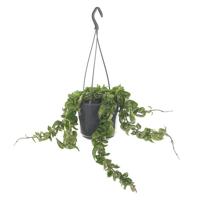 Hoya Carnosa &apos;Compacta&apos; (Krinkle Kurl) - P 15 cm - thumbnail