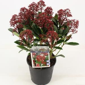 Skimmia (Skimmia Japonica “Rubella”) heester - 25-30 cm (P15) - 6 stuks