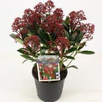 Skimmia (Skimmia Japonica “Rubella”) heester - 25-30 cm (P15) - 6 stuks - thumbnail