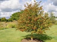 Pruimbladige Meidoorn - thumbnail