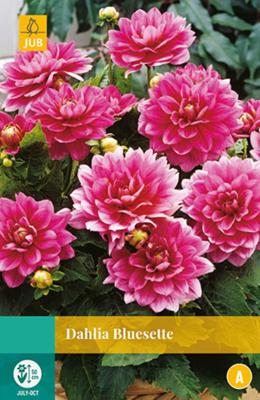 Dahlia Bluesette Bloembol JUB 1 bol - Jub
