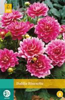 Dahlia Bluesette Bloembol JUB 1 bol - Jub - thumbnail