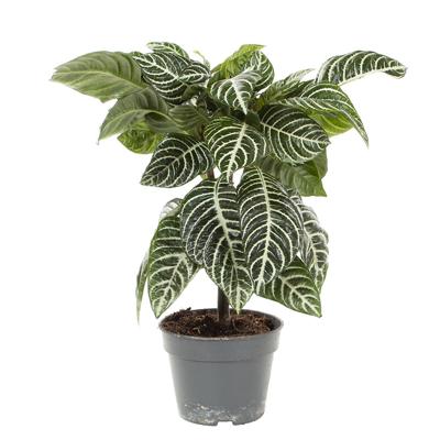 Zebraplant (Aphelandra Squarrosa) - P 17 cm