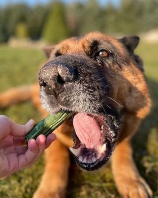 SYTA MICHA Kauwbot met frisse adem - hondenkauwbot - 13,5 cm